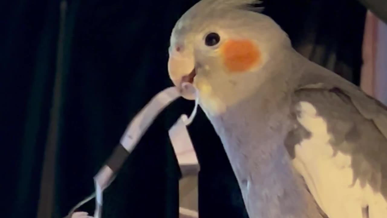 Wren plays
