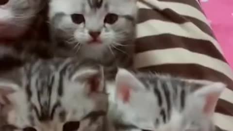 Cute cat that make you feel better