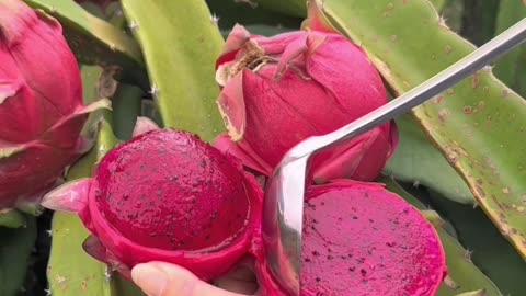 Dragon fruit tree 🌴