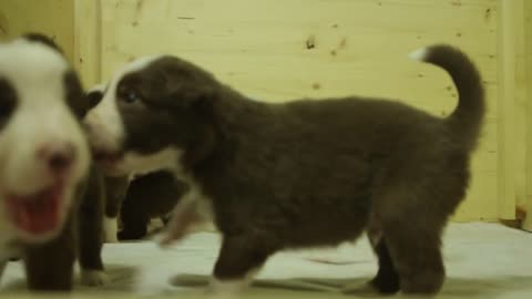 Incredibly cute Border Collie puppy 3 Weeks old