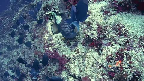 Scuba diver came across a strangely colored parrot fish looking for food in the coral reef