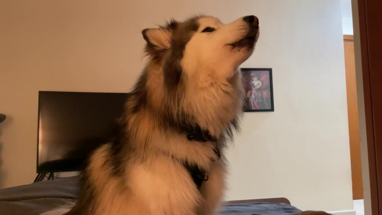 Husky howls louder each time squeaky toy makes noise