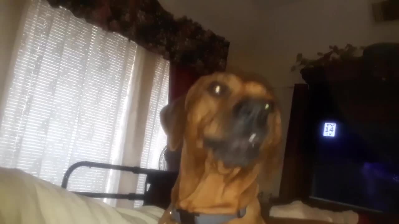 Ridgeback singing