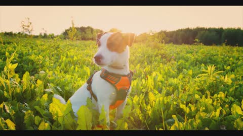 Dog and nuture