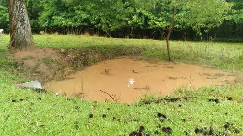 Froggy pond music