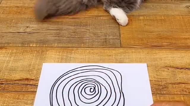 Cat has dizzy spell and falls flat on his back