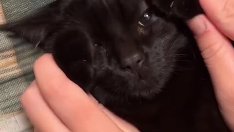 Aww Cute Cat - Funny Cat Videos 🐾