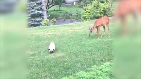 🤣 Funniest Dogs 🐶 And Cats 😻 Videos - 😹 Try Not To Laugh Pets - Animals From Tik Tok