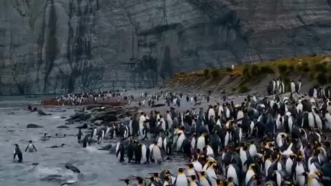 Chill out like these adorable penguins in the Arctic.🐧❄️ ​