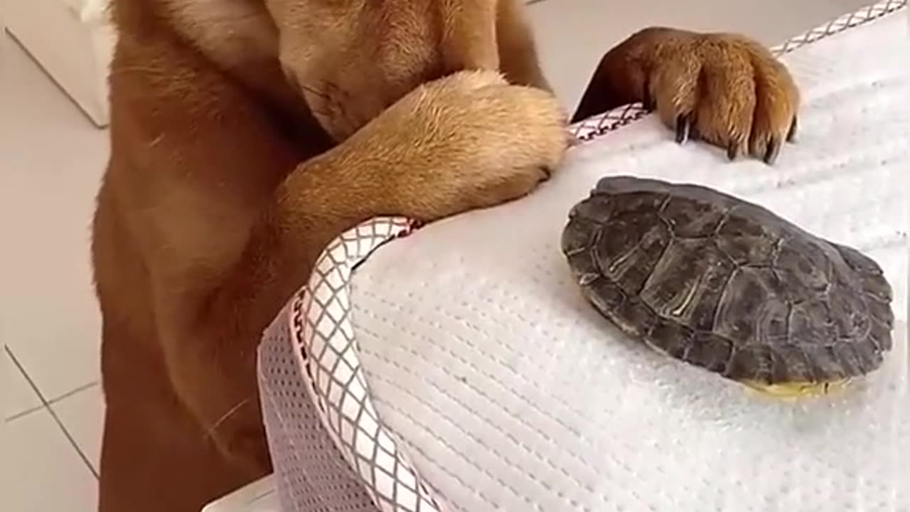 funny #dog