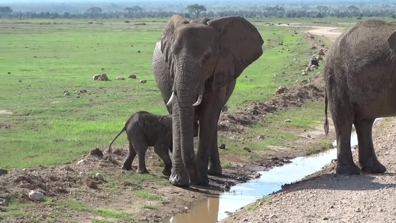 Panic Elephant