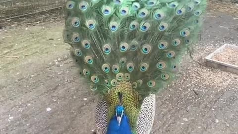 The seductive peacock