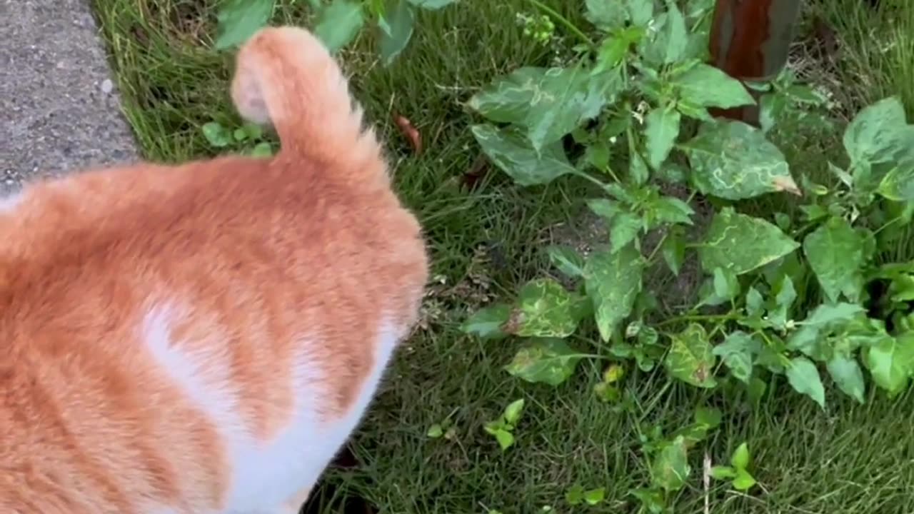 Funny & Cute Cats and Dogs 🥰🥰 #cats #dogs #reels #shorts #viral #pets #redfoxfolder