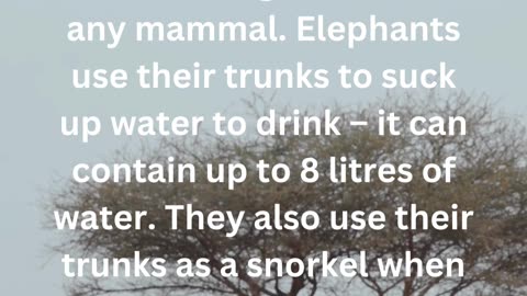 FACTS ABOUT ELEPHANTS.....3\12