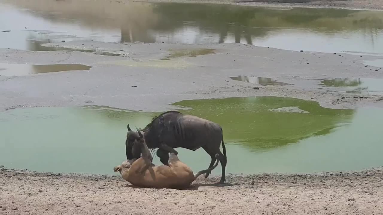 lion vs wildebeest