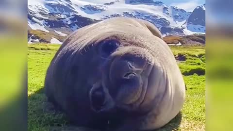 Sea lions