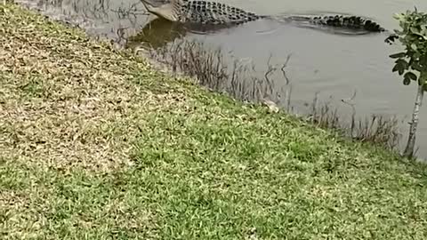 This resident of Venus Ranch an alligator was bellowing 🐊🔊