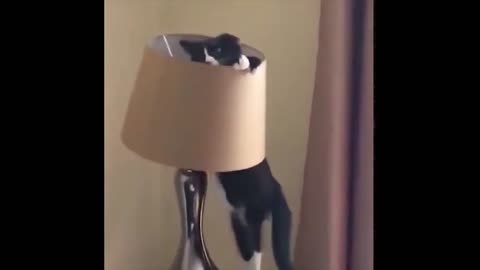 The cat dropped the lamp