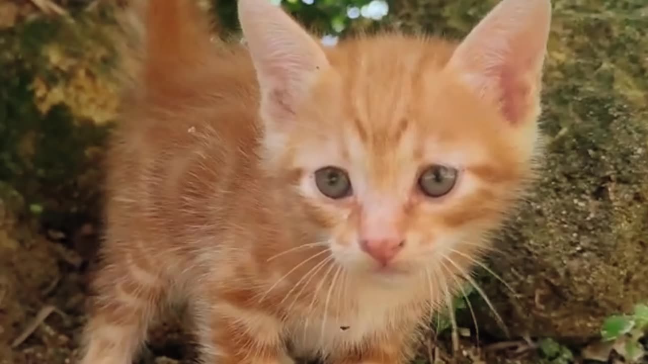 Cute Cat