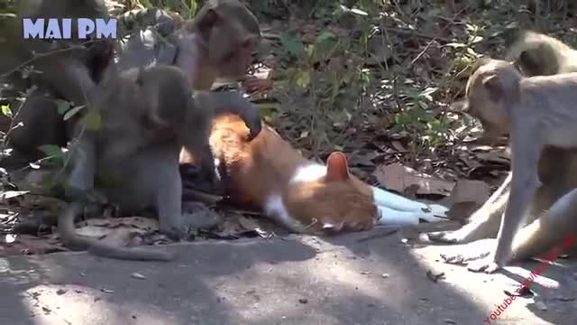 TRy NOT To LAUGH CHALLENGE Funniest Monkey.VS.Cats and dogs. Videos compilation.ll.New HD.