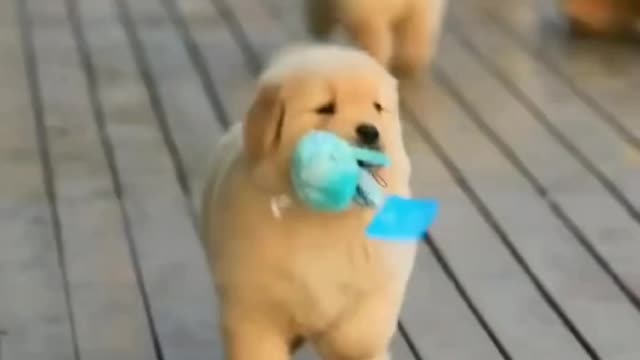 Cute pets