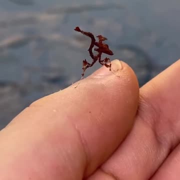 In the forests of South America, there are dragons