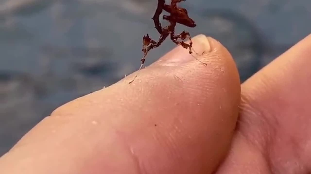 In the forests of South America, there are dragons