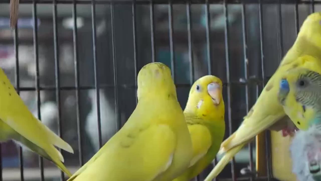 Birds' street - Near a Shrine in Pakistan | documentary | videos 28 #shorts