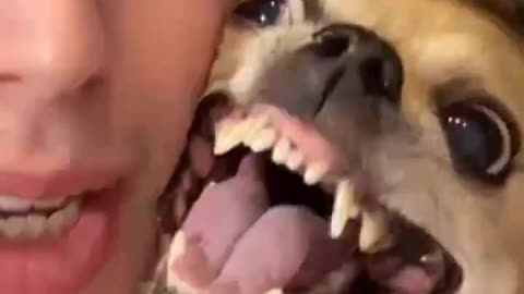 Very angry dog