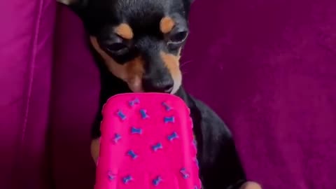 Dogs funny moments