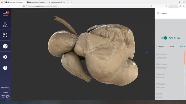 Ruminant stomachs scan - 3D Veterinary Anatomy & Learning IVALA®