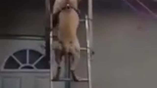 Dog funny video