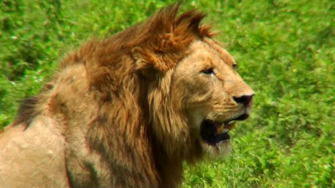 A male lion turns and looks at us on the plains of Africa