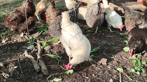 Life is the tops. Turnip tops. Radish tops. Hens get first garden greens of 2024.