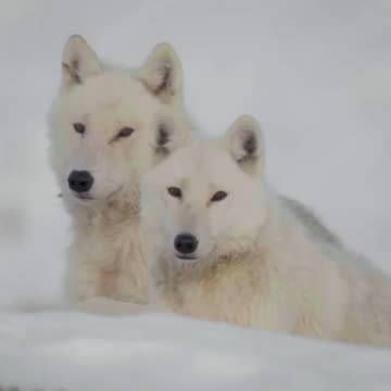 A wolfish welcome 🐺 #PlanetEarth3