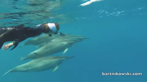 Wild Dolphins Playing with Humans