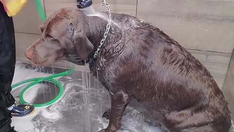 Chubby Labrador Retriever loves the groomers