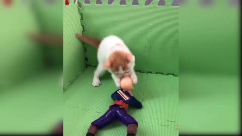 #FUNNY VIDEO OF CATS