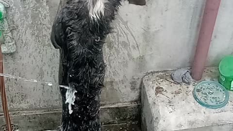 Innocent little puppy bathing