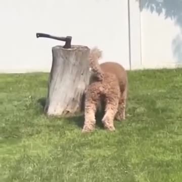 Ninja Squirrel #shorts