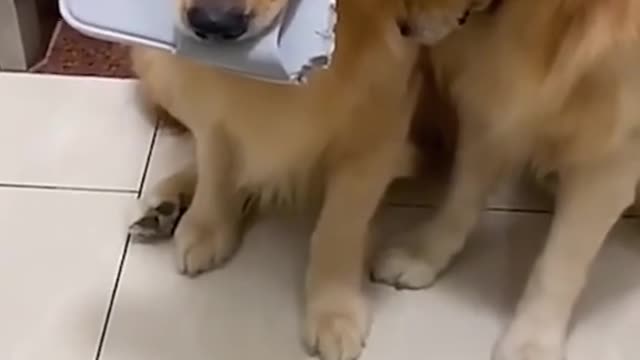 There so embarrassed and sad.