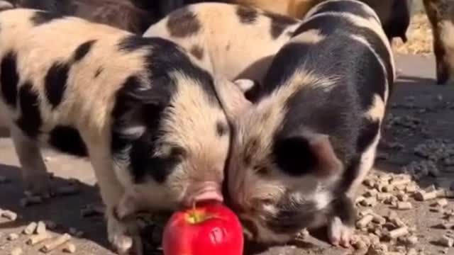 Pig series