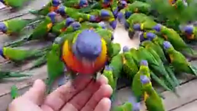 Nice bird.