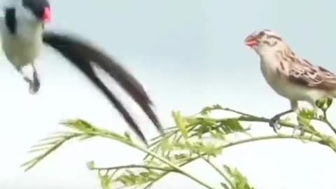 The amazing courtship dance of the Pin-tailed Whydah 🐦.