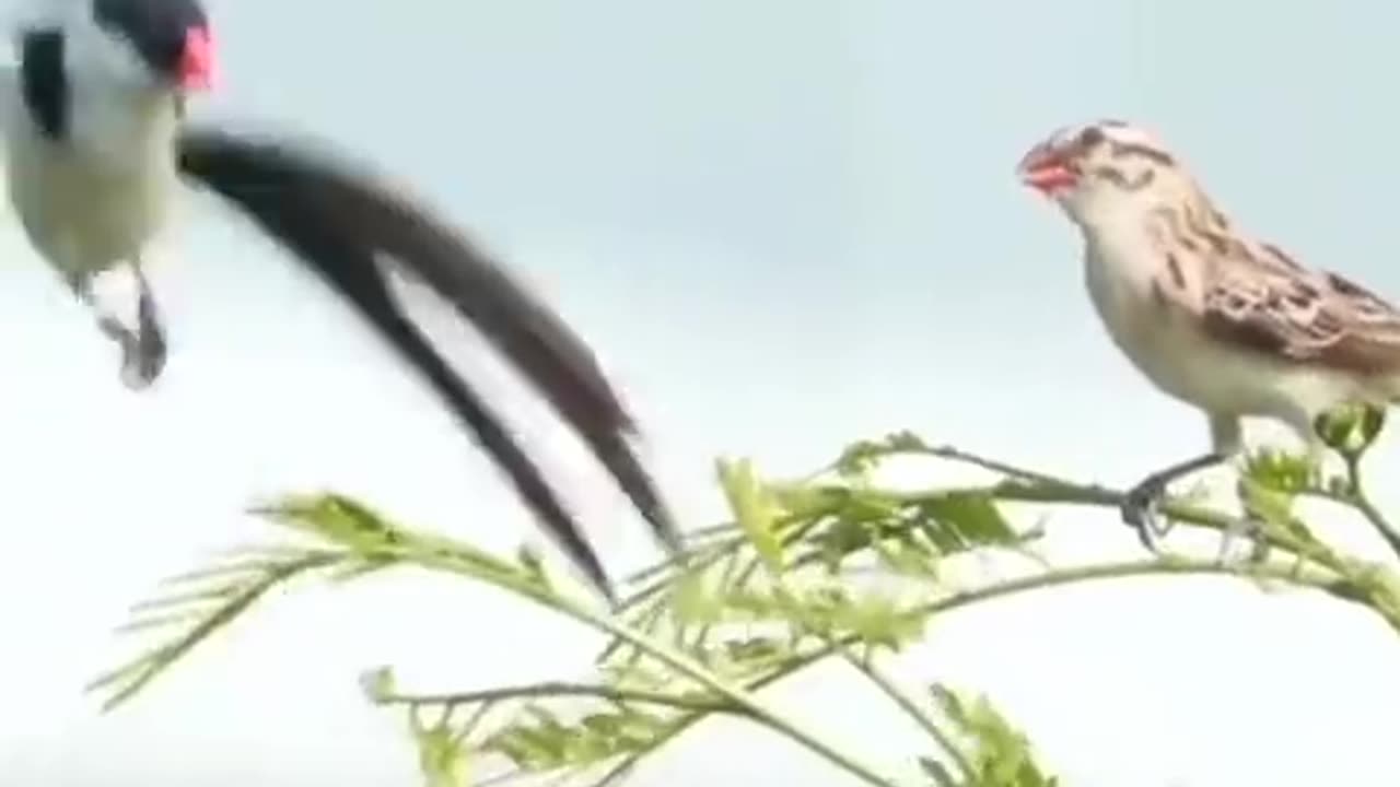 The amazing courtship dance of the Pin-tailed Whydah 🐦.