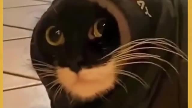 Funny cats 🐈