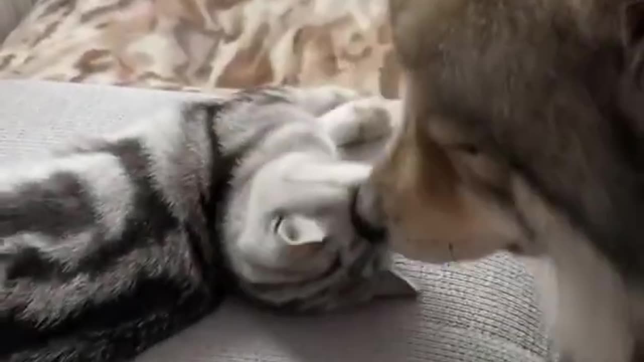 😻 Cat and Dog Friendship ❤️ Dog and Cat Pure - Love DAILY 🐶 ANIMALS 😻