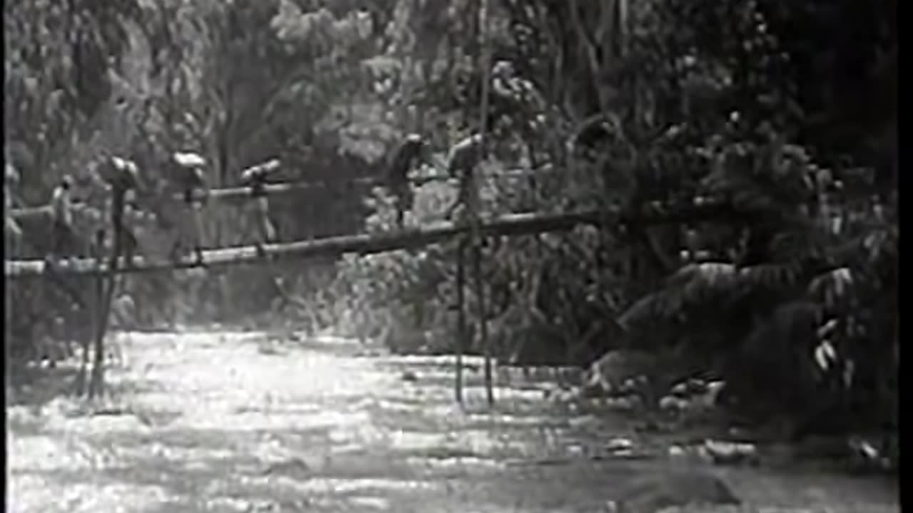 The Beast of Borneo - Full JUNGLE ADVENTURE Movie 1934