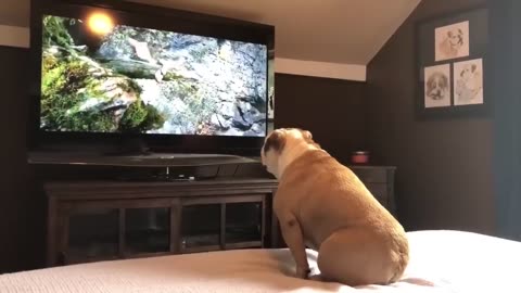 Bulldog Has Incredible Reaction To Actress In Trouble