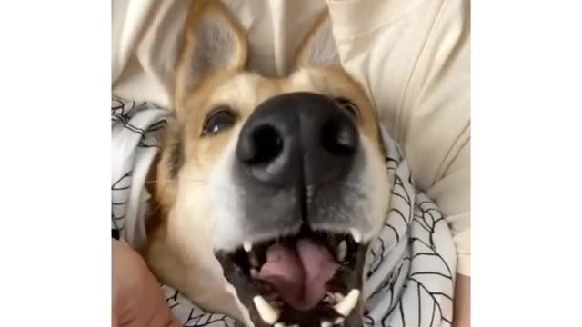 The dog who become a stapler